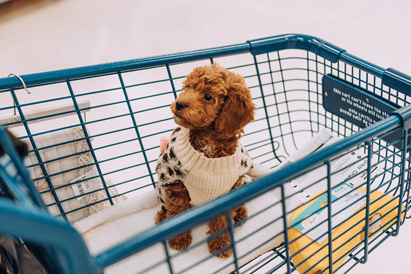 Essential Features to Look for in Pet Store POS Software